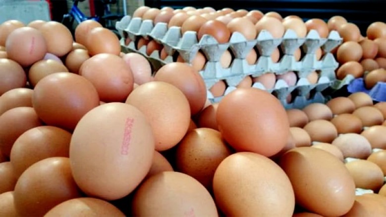 'Organik ve gezen tavuk üretiminin, kat be kat fazlası piyasada'