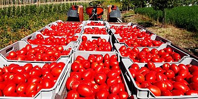 'Domates ihracat yasağı kararı, Türkiye’yi domates ithalatçısı yapar'