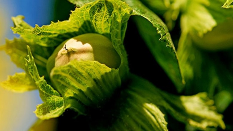 Ferrero; dünya çapındaki fındık tedarikini, sürdürülebilir ve farklı kaynaklara dayalı bir stratejiyle hızlandırmak ve güçlendirmek amacıyla, üç önemli yatırım gerçekleştirdi