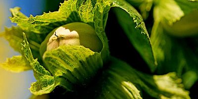 Ferrero; dünya çapındaki fındık tedarikini, sürdürülebilir ve farklı kaynaklara dayalı bir stratejiyle hızlandırmak ve güçlendirmek amacıyla, üç önemli yatırım gerçekleştirdi