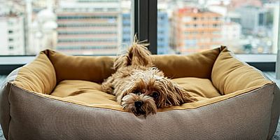 Hayvan dostu bir otel olarak konumlanan Fairmont Quasar Istanbul’da, 8 kilograma kadar olan kedi ve köpekler; sahipleriyle birlikte konaklayabiliyor