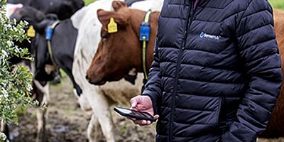 Sense Hub Dairy, 5000 hayvana kadar bireysel düzeyde izlenebilir ve yönetilebilir bir ekosistem sunuyor